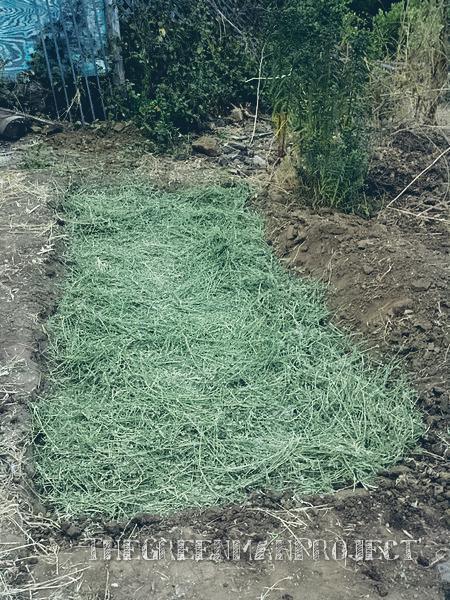     dug in about six inches, loosened the soil and added some alfalfa from a bale for good measure