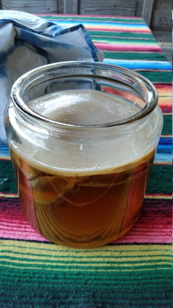 Kombucha SCOBY with tea in jar