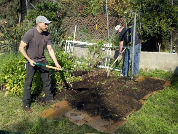 lasagna gardening, cardboard and soil