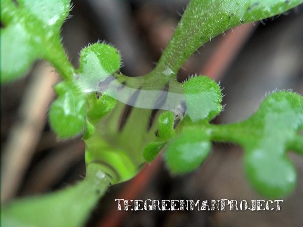 Seedling water droplet - The Greenman Project