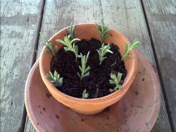 Lavender Cuttings for propagating