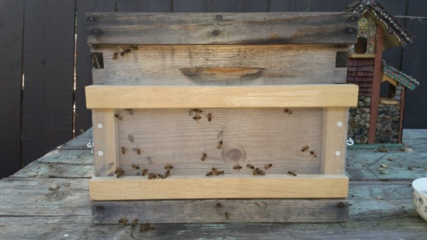 Bee keeping - Hive robber screen - The Greenman Project