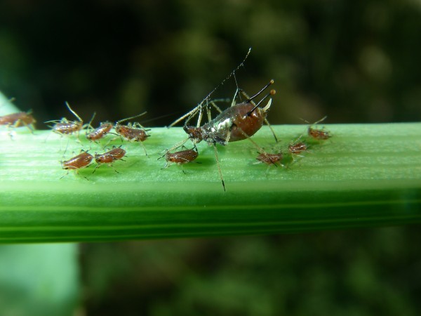 Aphid family