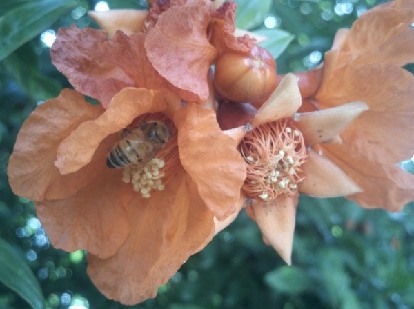 Bee with pomegranate