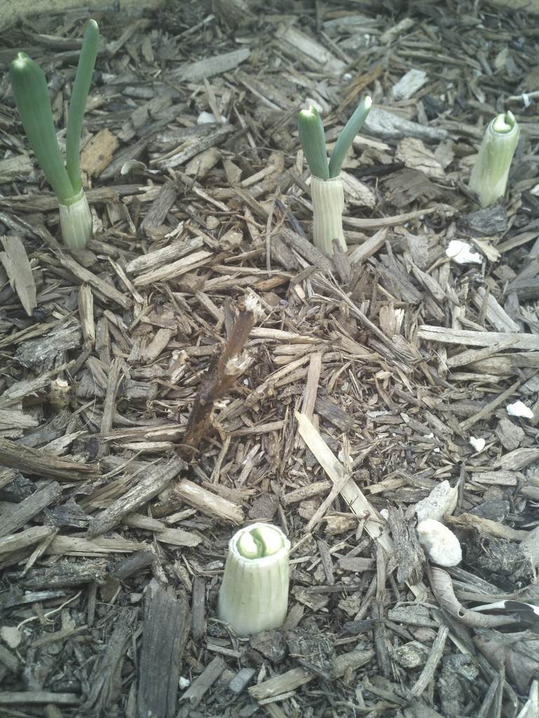 Regrowing green onions from the butts