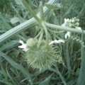 Wild cucumber with flowers