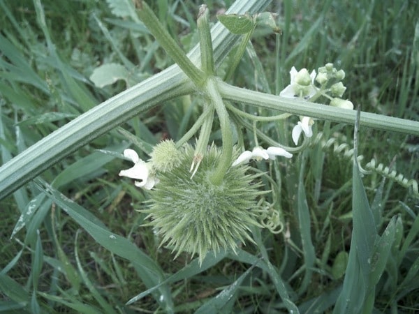Wild cucumber with flowers