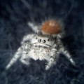 macro spider