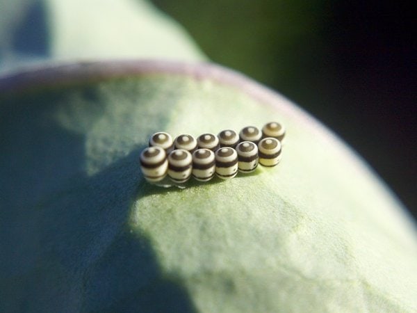 Insect eggs on kale