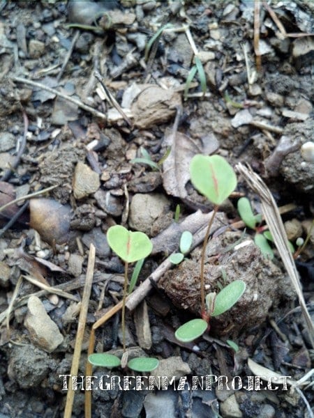 Alfalfa seedlings in the garden - The Greenman Project