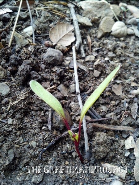 beet seedlings decay at soil line beet seedlings decay at soil line