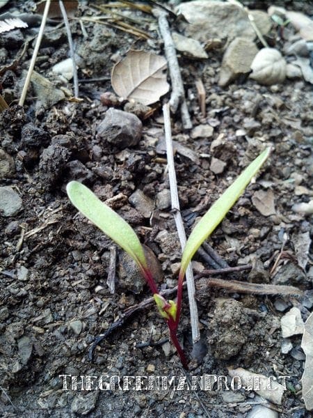 Beet seedling - The Greenman Project