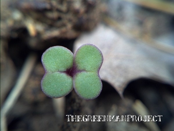 Cabbage seedling - The Greenman Project