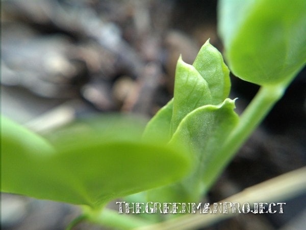 Pea seedling - The Greenman Project