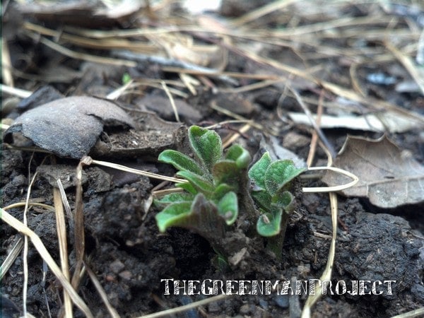 Potato sprout - The Greenman Project