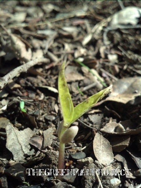 Seedling - The Greenman Project