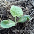 Squash seedling sprouting out of mulch