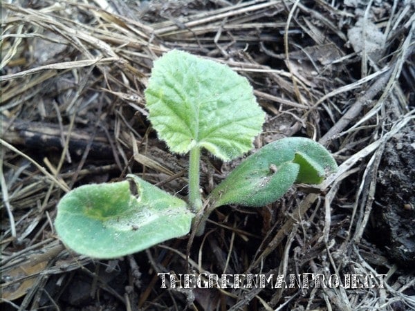 Squash seedling sprouting out of mulch