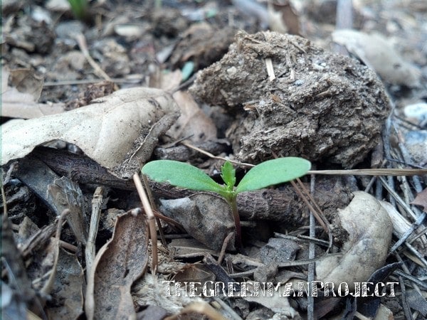 Tomato seedling - The Greenman Project