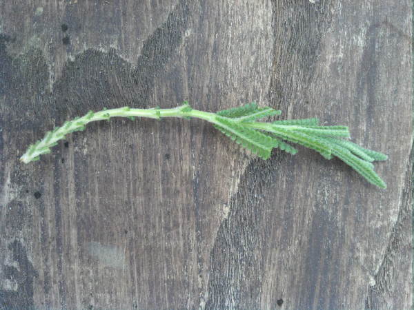Lavender Cutting after trimming leaves