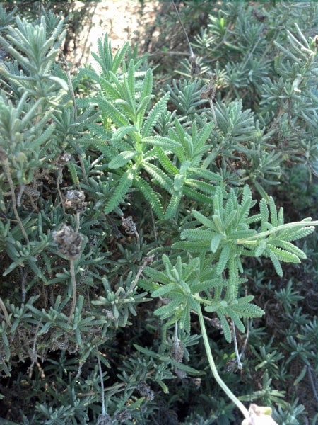 Easily Propagate Lavender Cutting from non woody parts