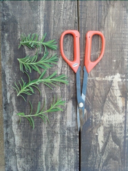 Lavender Cuttings example