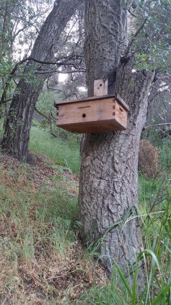 Bee keeping - Swarm catcher - The Greenman Project